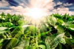 Nồng độ CO2 cao giúp tăng năng suất cây trồng?