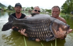 Thái Lan bắt được cá chép nặng kỷ lục thế giới